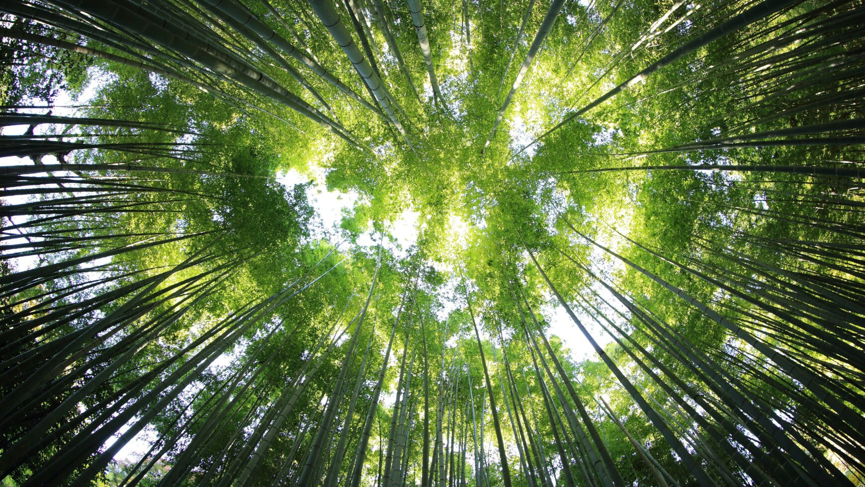 Il “Bagno di foresta” contro lo stress